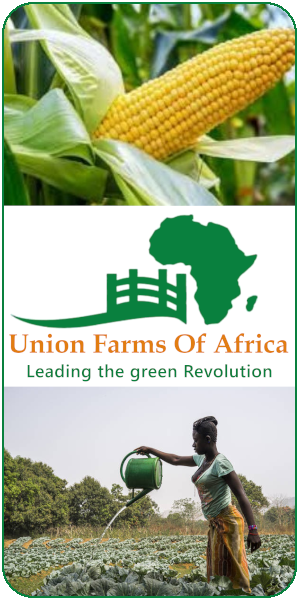 https://www.ufatchad.com/wp-content/uploads/2023/11/banner-ufa.png